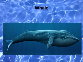 Whale