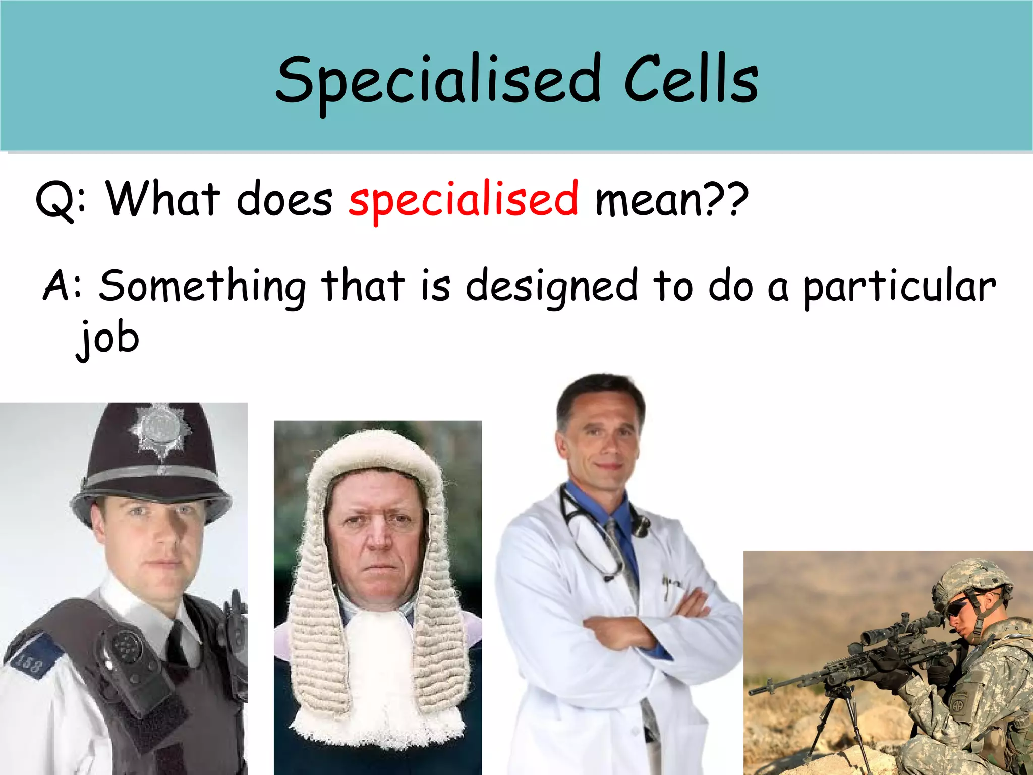 Specialised...Specialised...
Q: What does specialised mean??
A: Something that is designed to do a particular
job
Specialised CellsSpecialised Cells
 