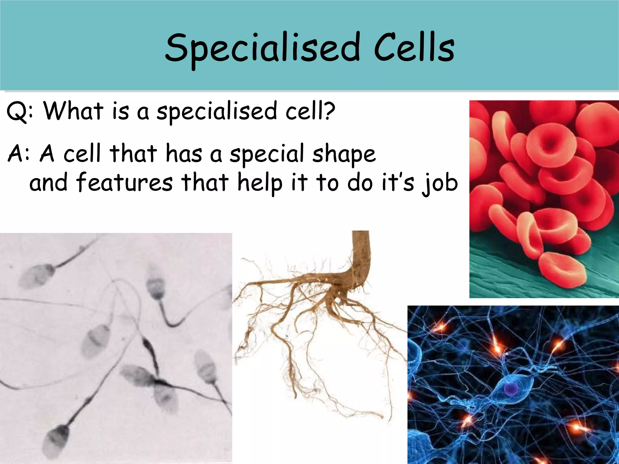 Q: What is a specialised cell?
A: A cell that has a special shape
and features that help it to do it’s job
Specialised...Specialised...
Specialised CellsSpecialised Cells
 