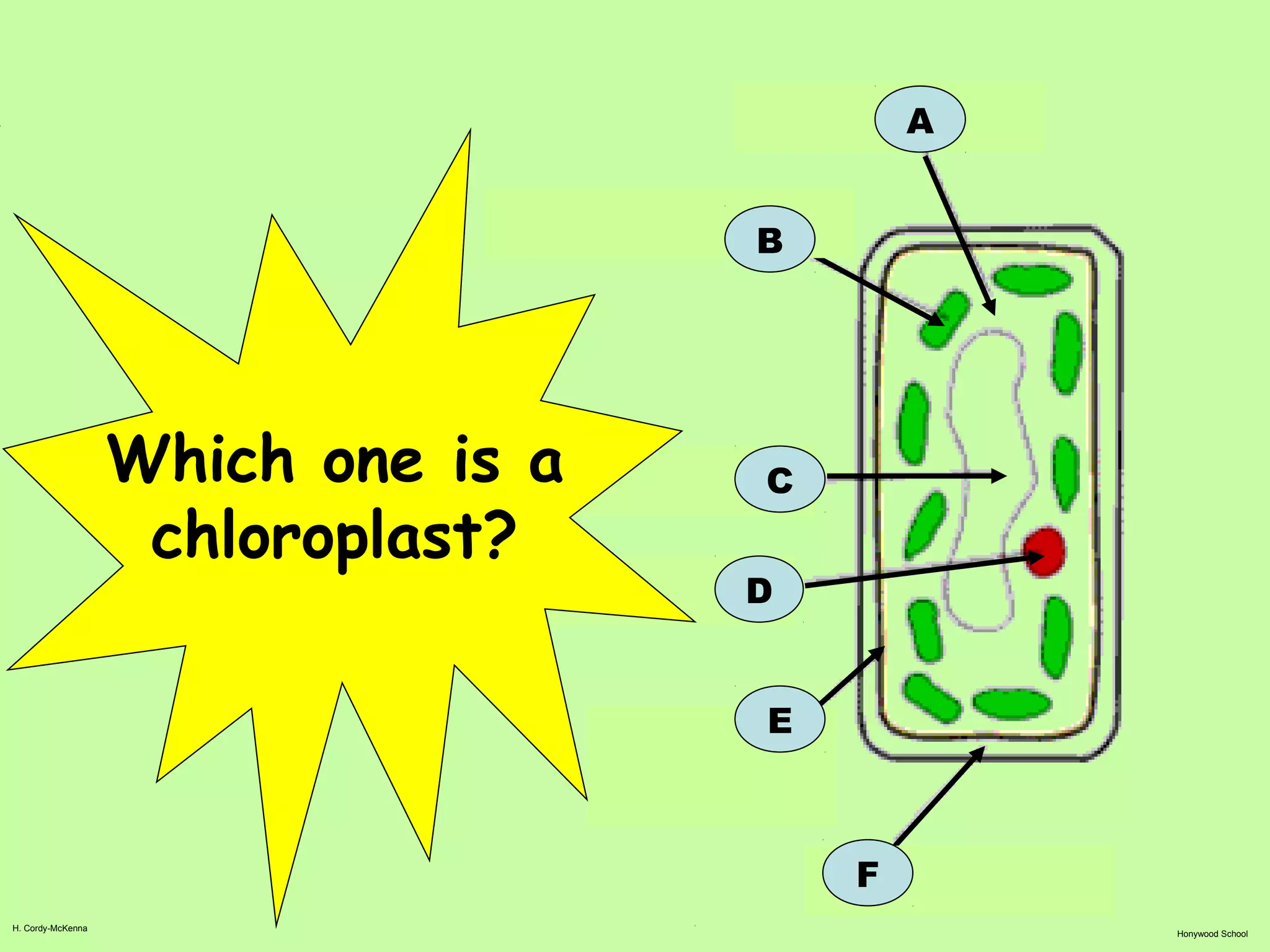 H. Cordy-McKenna
Honywood School
A
B
F
C
D
E
Which one is a
chloroplast?
 