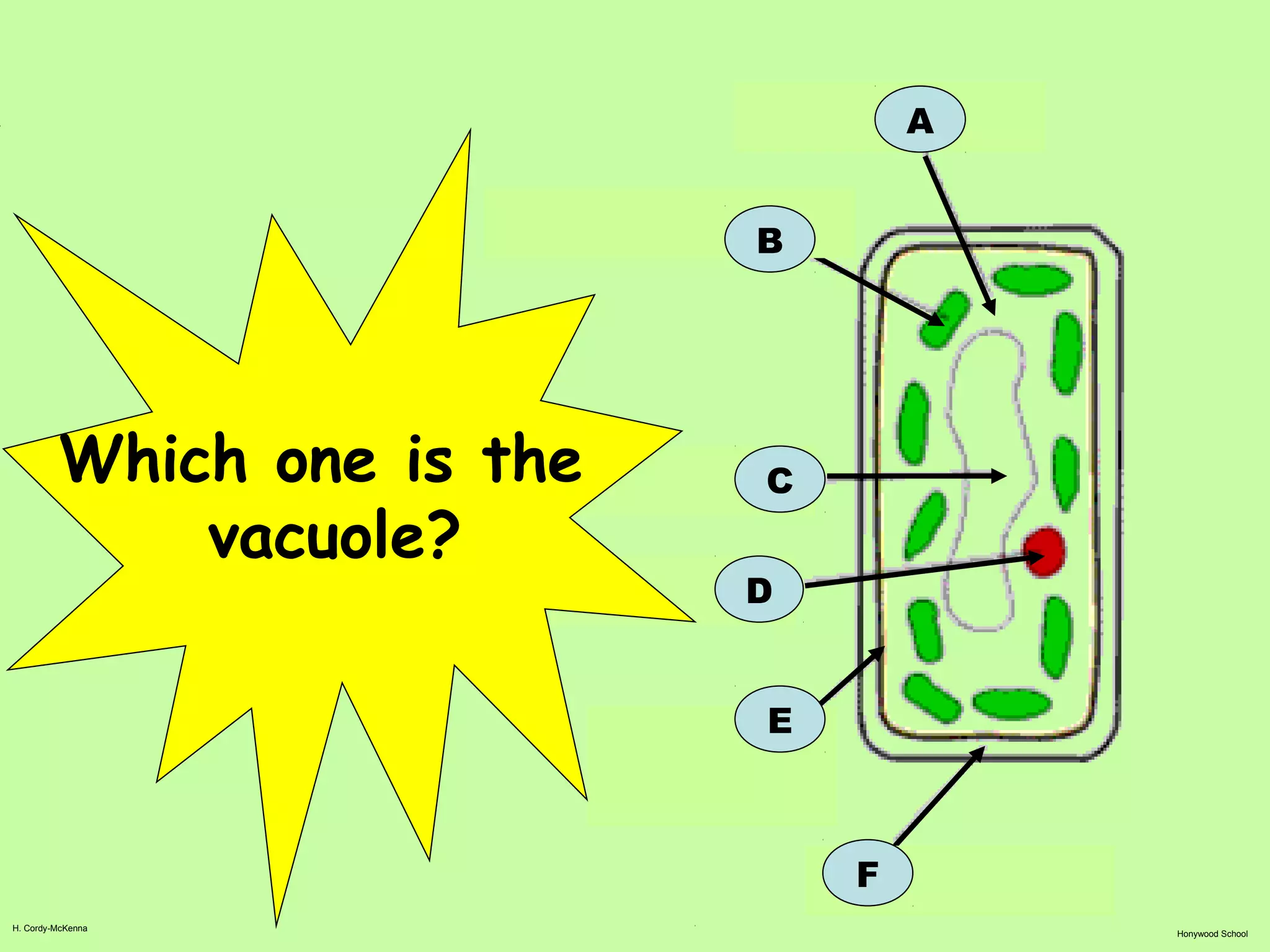 H. Cordy-McKenna
Honywood School
A
B
F
C
D
E
Which one is the
vacuole?
 