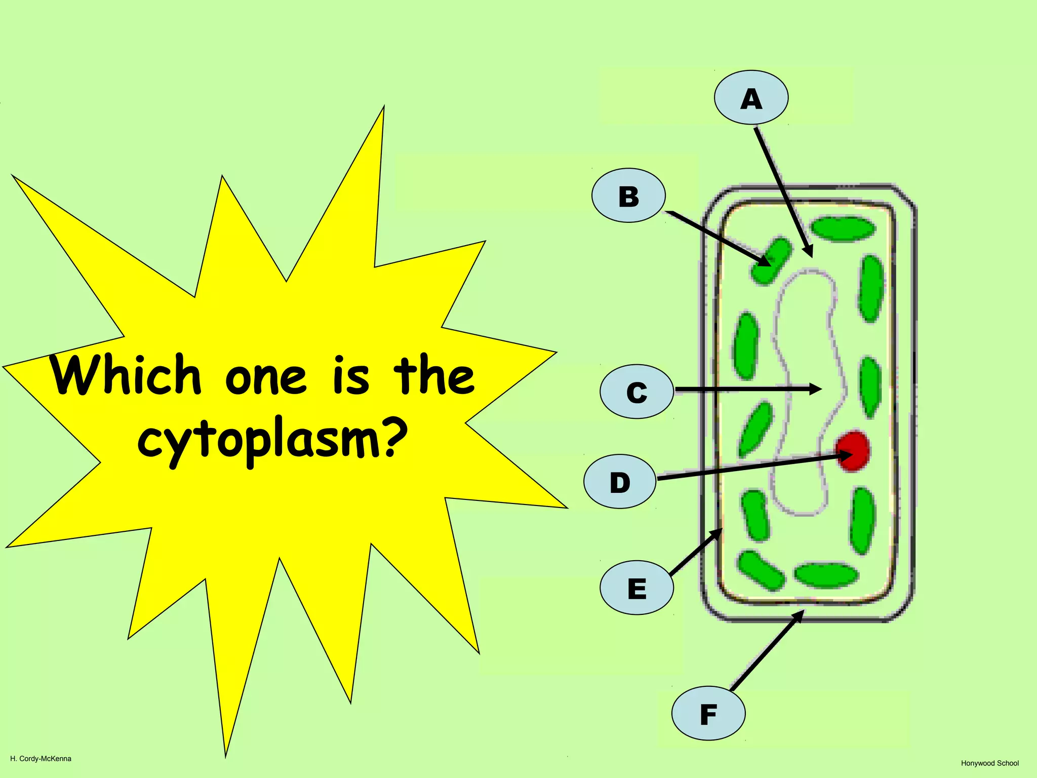 H. Cordy-McKenna
Honywood School
A
B
F
C
D
E
Which one is the
cytoplasm?
 