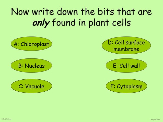 Lesson 11 specialised cells | PPT