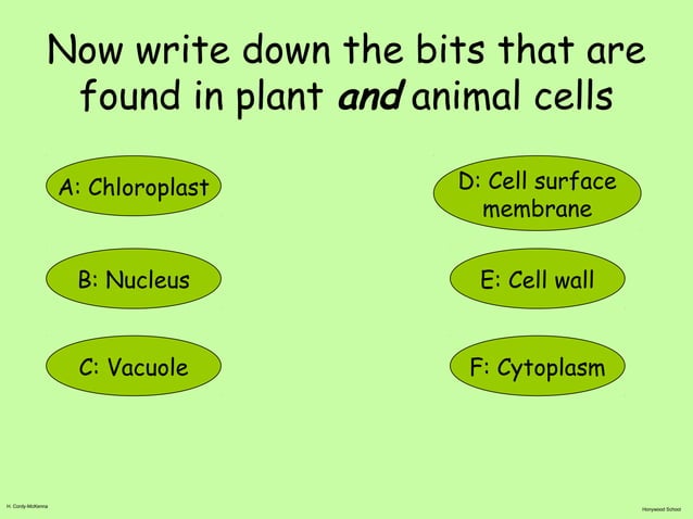 Lesson 11 specialised cells | PPT