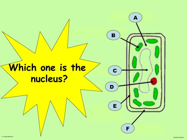 Lesson 11 specialised cells | PPT