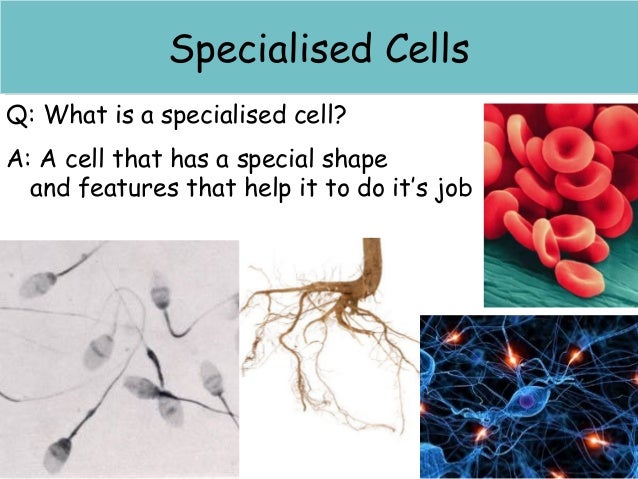 Lesson 11 specialised cells
