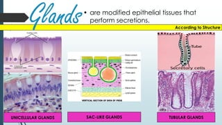 • are modified epithelial tissues that
perform secretions.
According to Structure
Glands
UNICELLULAR GLANDS SAC-LIKE GLANDS TUBULAR GLANDS
 
