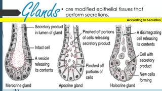 • are modified epithelial tissues that
perform secretions.
According to Secretion
Glands
 