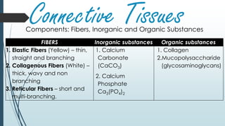 Connective TissuesComponents: Fibers, Inorganic and Organic Substances
FIBERS Inorganic substances Organic substances
1. Elastic Fibers (Yellow) – thin,
straight and branching
2. Collagenous Fibers (White) –
thick, wavy and non
branching
3. Reticular Fibers – short and
multi-branching.
1. Calcium
Carbonate
(CaCO3)
2. Calcium
Phosphate
Ca3(PO4)2
1. Collagen
2.Mucopolysaccharide
(glycosaminoglycans)
 