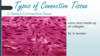 Types of Connective Tissue
2. Fibrous Connective Tissue
wavy and made up
of collagen.
Ex: in tendon
 