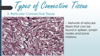 Types of Connective Tissue
3. Reticular Connective Tissue
- Network of reticular
fibers that can be
found in spleen, lymph
nodes and bone
marrow.
 
