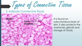 Types of Connective Tissue
5. Adipose Connective Tissue
it is found on
subcutaneous layer of
skin; it also protects the
mammary glands and
storage of foods.
 