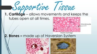 Supportive Tissue1. Cartilage – allows movements and keeps the
tubes open at all times.
2. Bones – made up of Haversian System
 