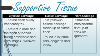 Supportive TissueHyaline Cartilage Elastic Cartilage Fibrocartilage
- has no fiber; purely
chondrocytes
- present in nose and
fontanels of babies
during embryonic and
early stages. (weakest
cartilage)
- is a yellowish
flexible cartilage
made up of elastic
fibers.
- found in external
ears, epiglottis and
larynx.
is found in
intervertebral
discs, joint
capsules,
ligaments.
 