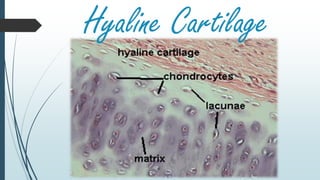 Hyaline Cartilage
 