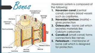 Bones Haversian system is composed of
the following;
1. Haversian canal (central
canal) contains blood vessels
such as capillaries.
2. Haversian laminae (matrix) –
gives protection
3. Osteocytes – bone cell which
secretes materials like
Calcium carbonate
4. Canaliculi (small canal) forms
connections like nerves
5. Periosteum – membrane of
bone cell which is designed
for protection.
 