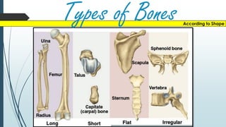 According to Shape
Types of Bones
 