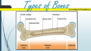 According to Consistency
Types of Bones
 