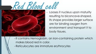 Red Blood cell- Looses it nucleus upon maturity
resulting to biconcave-shaped.
Its shape provides larger surface
are for binding oxygen from
environment and transport it to
body tissues.
- It contains Hemoglobin, an iron-containing protein which
makes blood red in color.
- Reticulocytes are immature erythrocytes
 