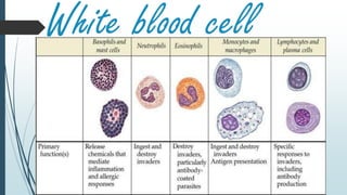 White blood cell
 