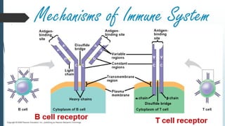 Mechanisms of Immune System
 