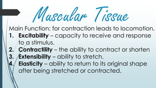 Muscular TissueMain Function: for contraction leads to locomotion.
1. Excitability – capacity to receive and response
to a stimulus.
2. Contractility – the ability to contract or shorten
3. Extensibility – ability to stretch.
4. Elasticity – ability to return to its original shape
after being stretched or contracted.
 