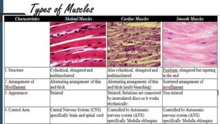 Types of Muscles
 
