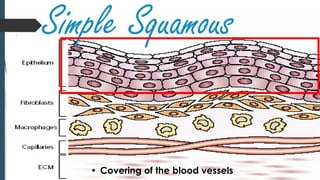 Simple Squamous
• Covering of the blood vessels
 