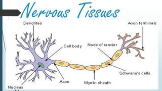 Nervous Tissues
 