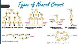 Types of Neural Circuit
 