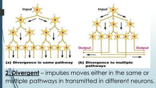2. Divergent – impulses moves either in the same or
multiple pathways in transmitted in different neurons.
 