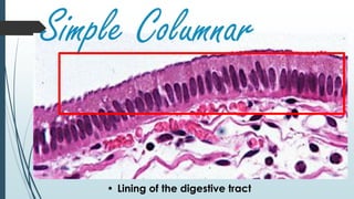 Simple Columnar
• Lining of the digestive tract
 