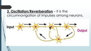 3. Oscillation/Reverberation – it is the
circumnavigation of impulses among neurons.
 