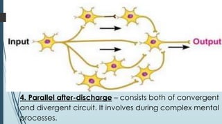 4. Parallel after-discharge – consists both of convergent
and divergent circuit. It involves during complex mental
processes.
 