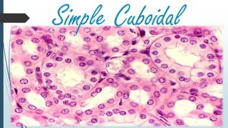 Simple Cuboidal
 