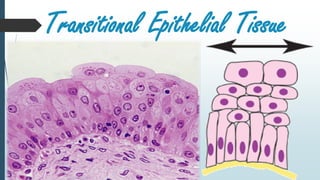 Transitional Epithelial Tissue
 