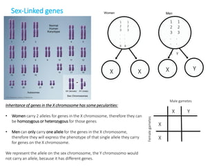 Lesson 11 Sex linked genes | PDF