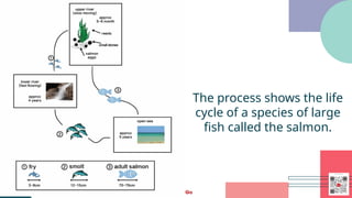 IELTS LESSON WRITING A PROCESS OR A DIAGRAM | PPTX