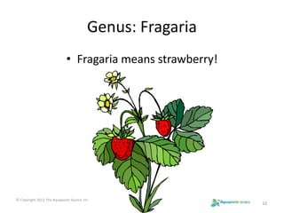 Genus: Fragaria 
• Fragaria means strawberry! 
10 
© Copyright 2012 The Aquaponic Source, Inc 
 