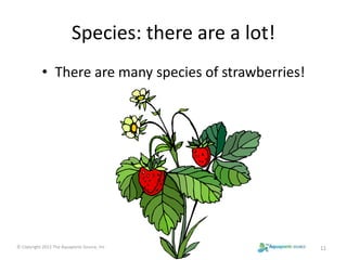 Species: there are a lot! 
• There are many species of strawberries! 
© Copyright 2012 The Aquaponic Source, Inc 11 
