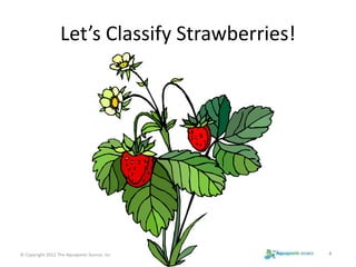 Let’s Classify Strawberries! 
© Copyright 2012 The Aquaponic Source, Inc 4 
 
