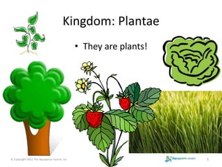 Kingdom: Plantae 
• They are plants! 
© Copyright 2012 The Aquaponic Source, Inc 5 
 