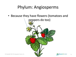 Phylum: Angiosperms 
• Because they have flowers (tomatoes and 
peppers do too) 
© Copyright 2012 The Aquaponic Source, Inc 6 
 