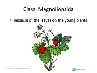 Class: Magnoliopsida 
• Because of the leaves on the young plants 
7 
© Copyright 2012 The Aquaponic Source, Inc 
 