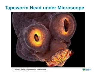 Lehman College, Department of Mathematics
Tapeworm Head under Microscope
 