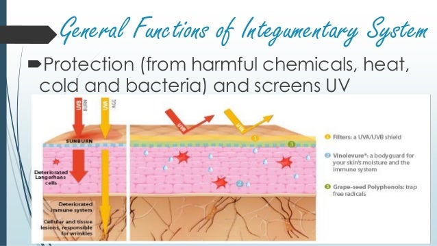 Lesson 12 integumentary system