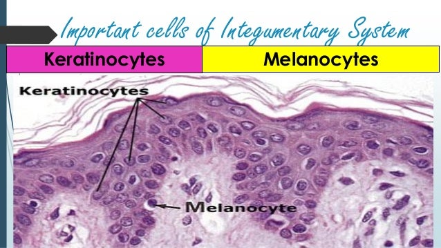 Lesson 12 integumentary system