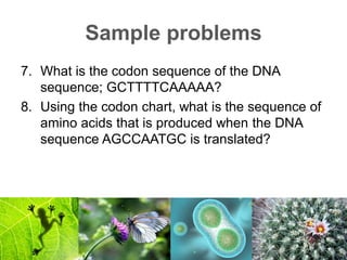 Lesson 12 Nucleic Acids | PDF
