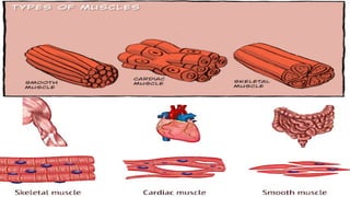 Lesson 1 &2_Skeletal andMuscularSystem.pptx