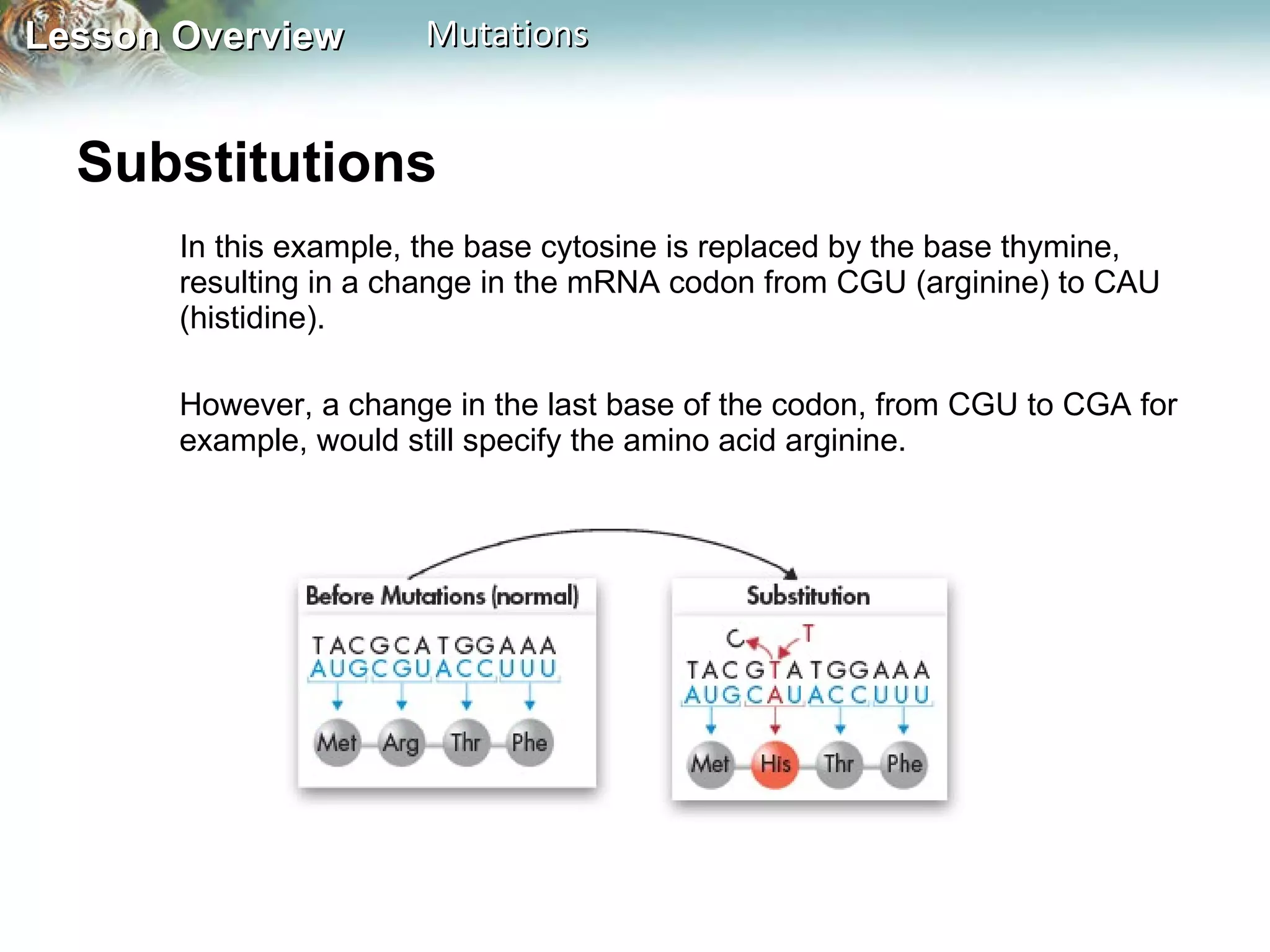 Substitutions  In this example, the base cytosine is replaced by the base thymine, resulting in a change in the mRNA codon from CGU (arginine) to CAU (histidine). However, a change in the last base of the codon, from CGU to CGA for example, would still specify the amino acid arginine. 